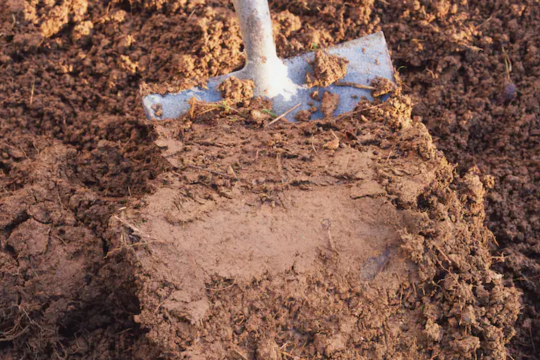 Clay Sand For Plants and Garden Use in Tuticorin