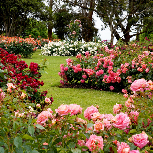 Flowering Plants
