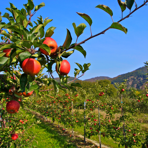 Fruit Plants & Trees
