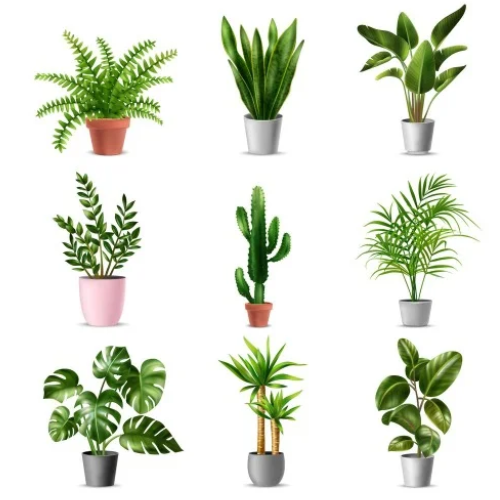 Indoor Plants & Trees