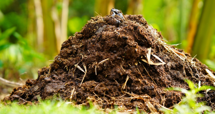 Organic Fertilizers & Soil Enhancers