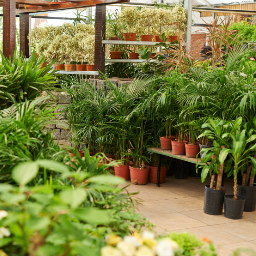 Outdoor Plants & Trees