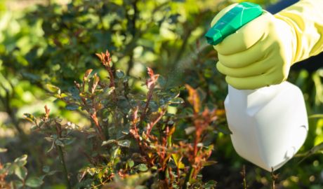 Pest Control & Plant Protection