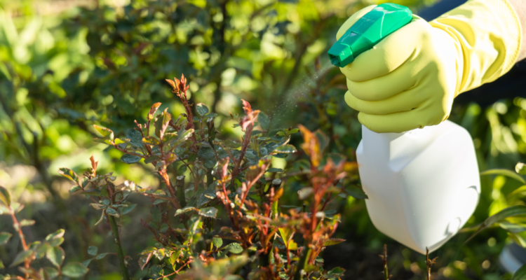 Pest Control & Plant Protection