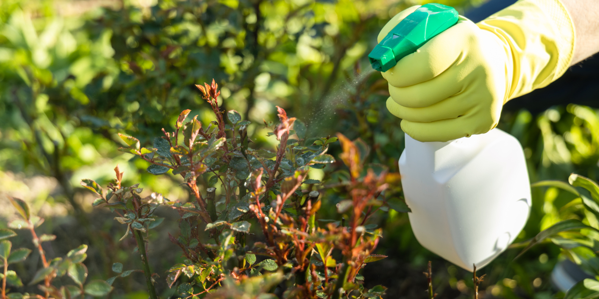 Pest Control & Plant Protection