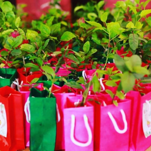 Plants As Return gifts for events