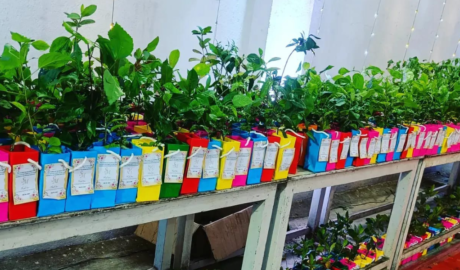 Plants As Return Gifts