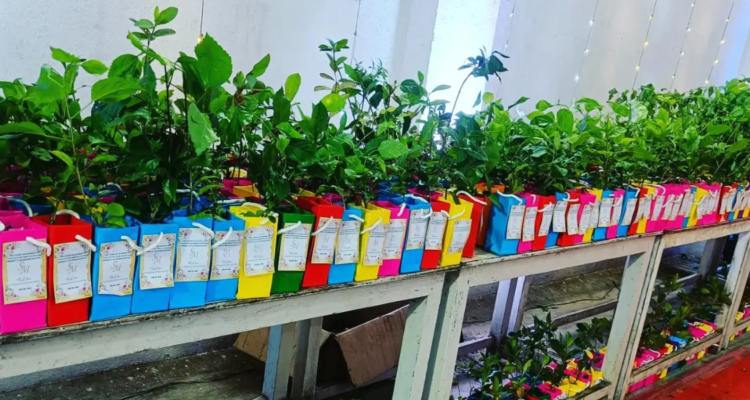 Plants As Return Gifts