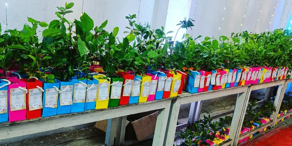 Plants As Return Gifts