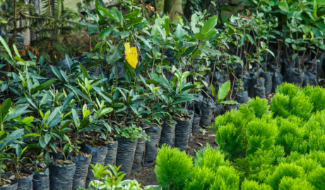 Plants & Trees