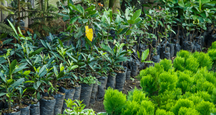 Plants & Trees