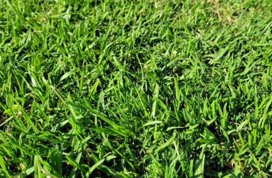 Buffalo Grass for Shadow Place