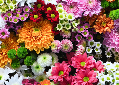 Buy Flower Seeds in Tuticorin