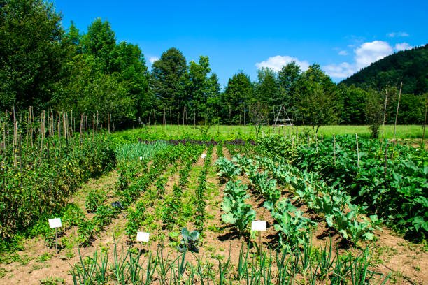 Farm Gardening