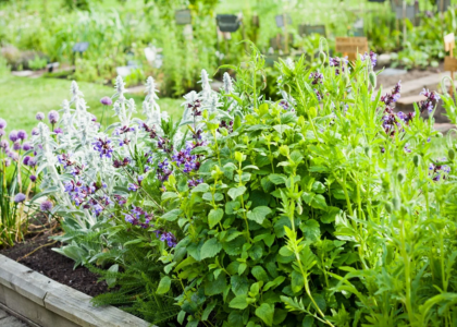 Herbal & Medicinal Seeds in Tuticorin