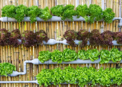 Hydroponic Vertical Gardens