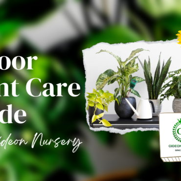 Indoor Plant Care Guide