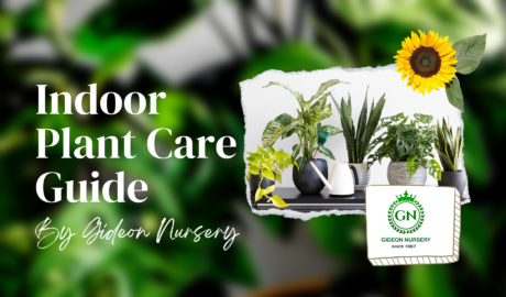 Indoor Plant Care Guide