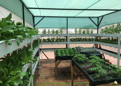 Grow Organic Vegetables in Terrace